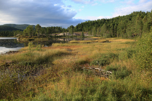 Juergen-Sedlmayr-Reisefotograf-Norwegen-Wald-K045