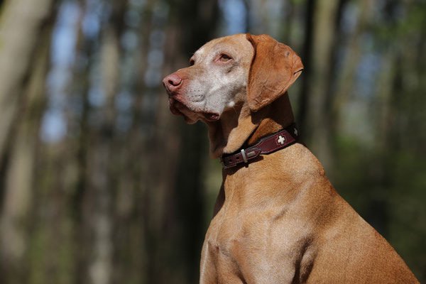 Hundeshooting-0967