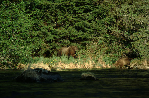 Reisefotograf-Baeren-Unterwegs-Alaska-2-Tour-J390