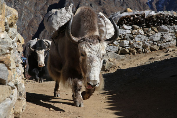 Abenteurer-Nepal-Solo-Khumbu-Trek-C989