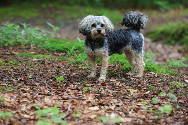 Tiershooting-Rheinzabern-Der-Fotoraum-Wald-L836