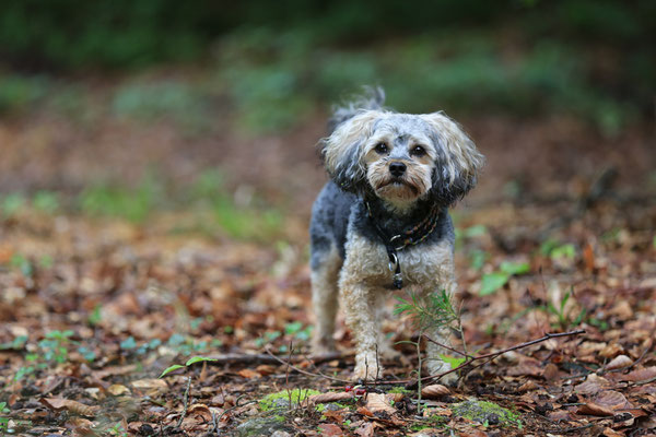 Tiershooting-Rheinzabern-Der-Fotoraum-Wald-L839