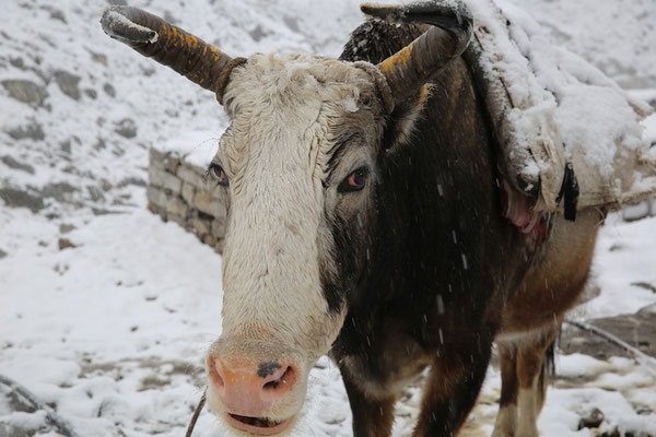 Juergen-Sedlmayr-Everest-Schnee-kalt-Yak-D697