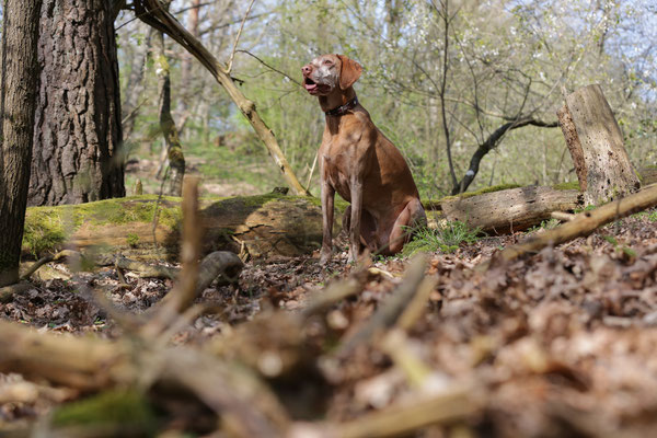 Hundeshooting-0964
