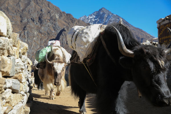 Abenteurer-Nepal-Solo-Khumbu-Trek-C987