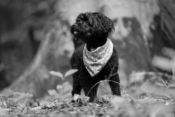 Hunde-FotoShooting-N601