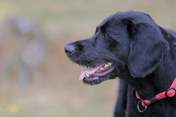 Hundeshooting-0992