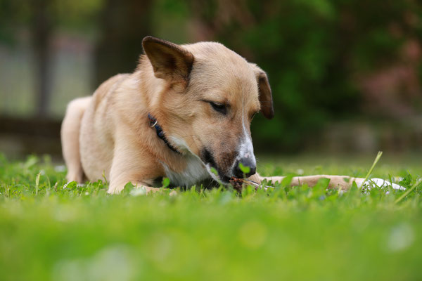 Hundefotografie-verspielt-N444