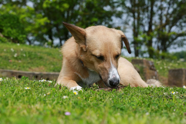 Hundeshooting-Hundefotograf-beschaeftigt-N470