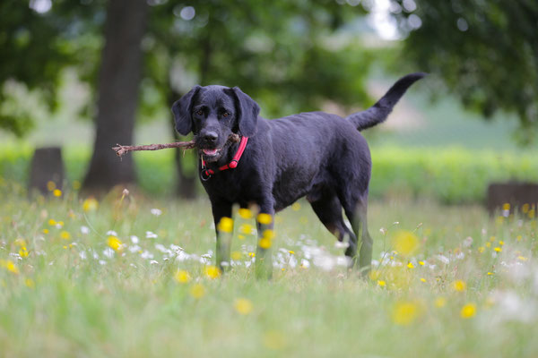 Hundeshooting-0972