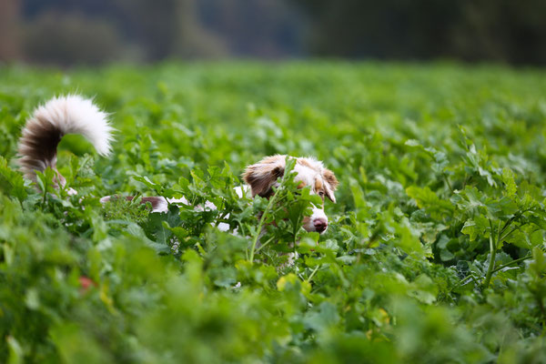 Hundefotograf-Pfalz-N527