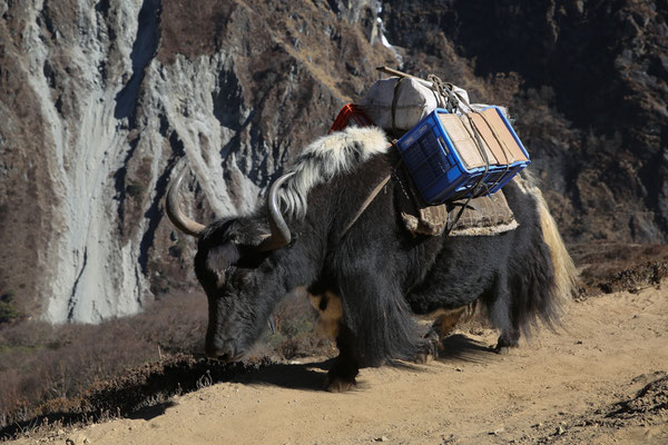 Himalaya-Fotogalerie-Abenteurer-Everest-Region-D044