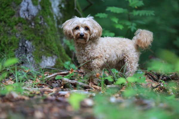 Hunde-FotoShooting-N605