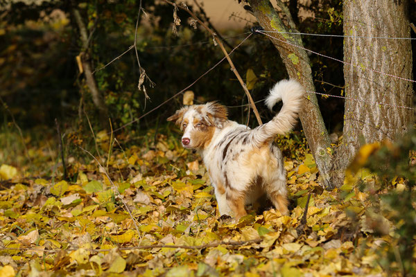 Tierfotograf-Hundeshooting-Wald-N501