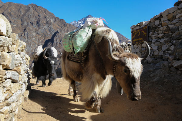 Abenteurer-Nepal-Solo-Khumbu-Trek-C988