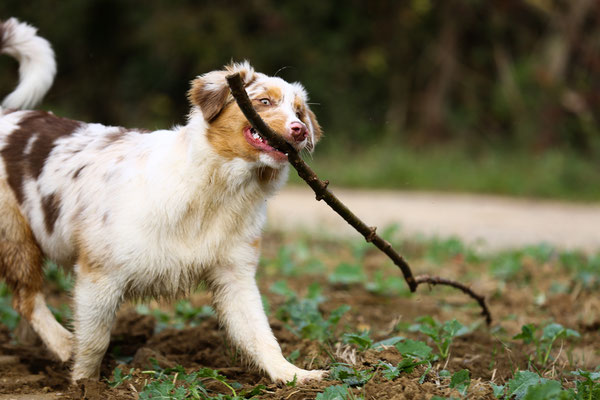 Tierfotograf-Hundefotoshooting-Stock-N627