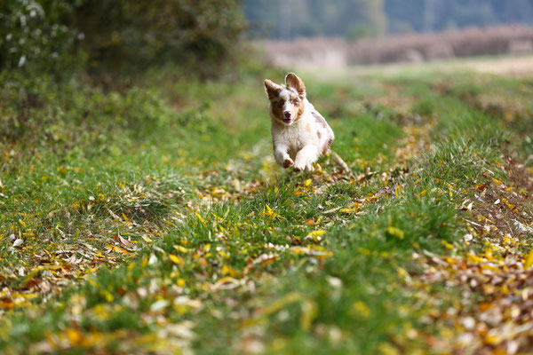 Hundeshooting-Hundefotograf-Rennen-N471