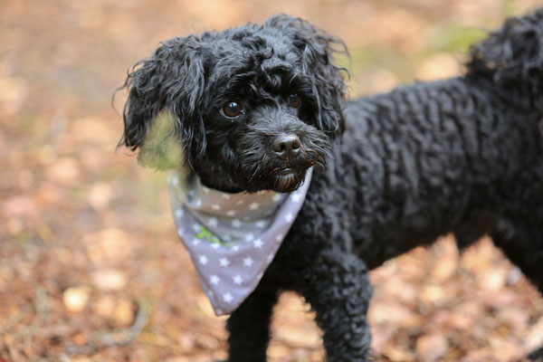 Hunde-Shooting-N431