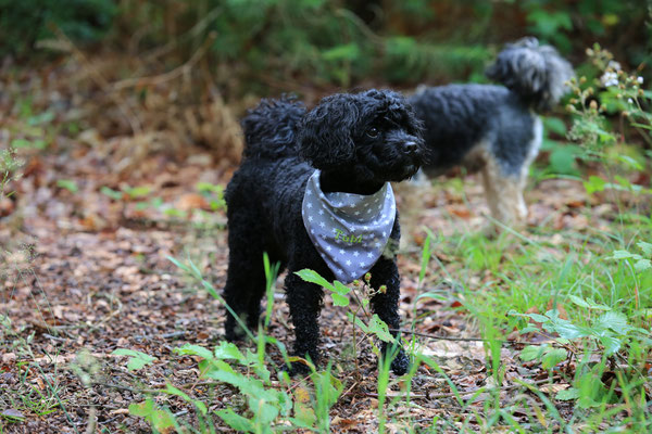 Hundefotografie-schwarz-N446