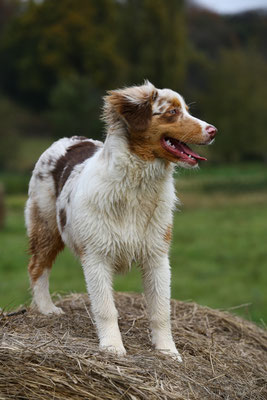Hundefotografie-gespannt-N443