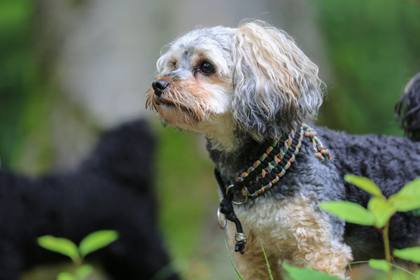 Hundefotograf-Rheinzabern-Der-Fotoraum-Wald-L837
