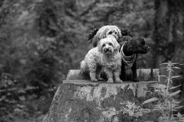 Hundeshooting-Baum-N458