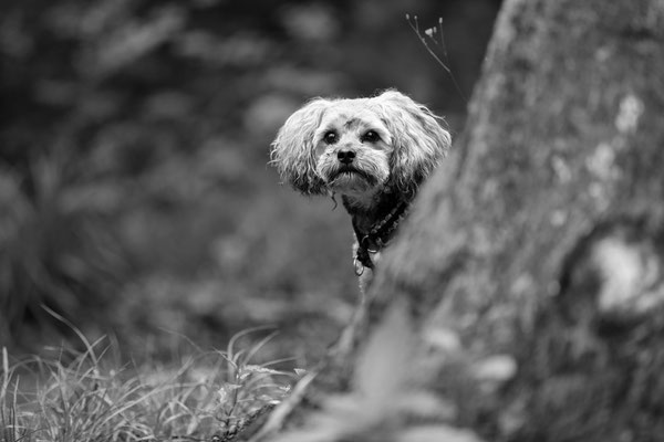Hundefotograf-Pfalz-SUEW-N563