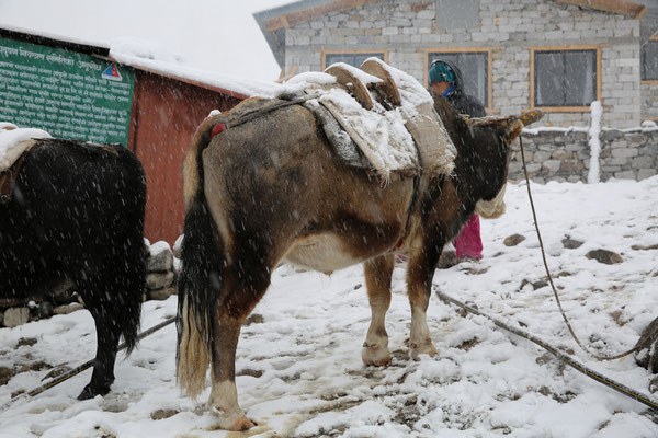 Juergen-Sedlmayr-Everest-Schnee-kalt-Gruppe-D691