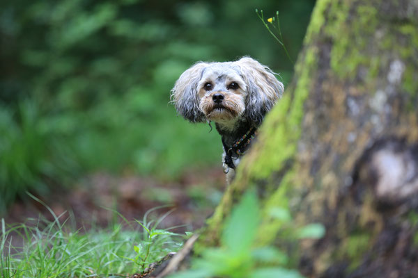 Hundefotograf-suedliche-Weinstrasse-N533