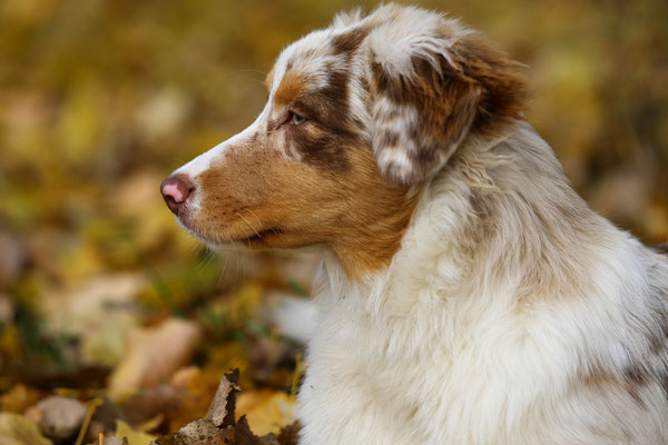 Tierfotograf-Hundefotoshooting-gespannt-N629