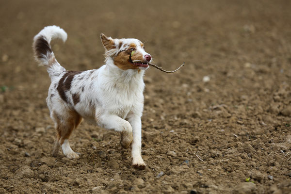 Tierfotograf-Hundeshooting-N493