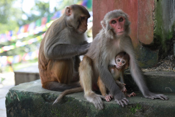 Nepal-Affen-Tempelanlage-Swayambhunath-Kathmandu-F256