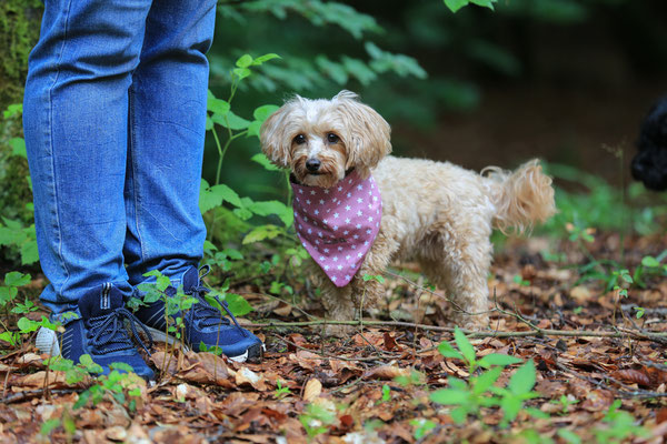 Hundeshooting-Hundefotograf-Halstuch-N469
