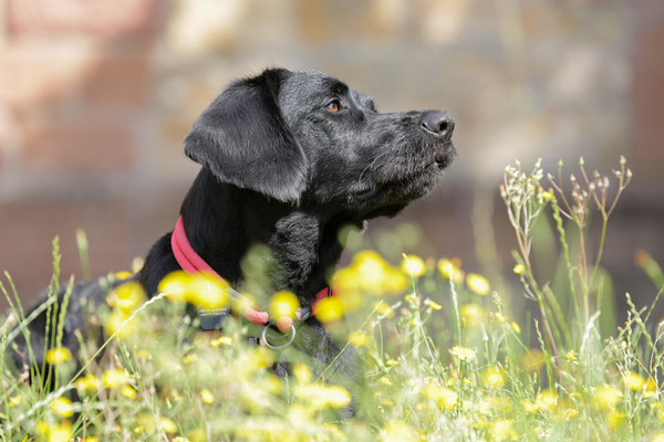 Hunde-Shooting-0943