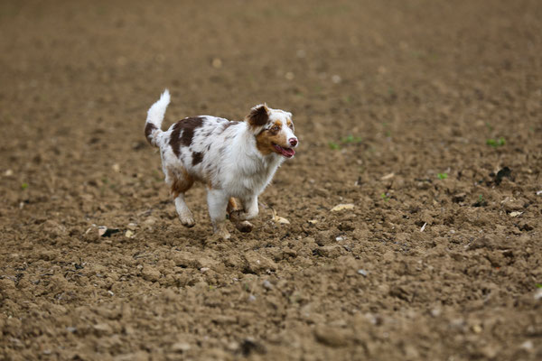 Hundefotografie-Natur-N558