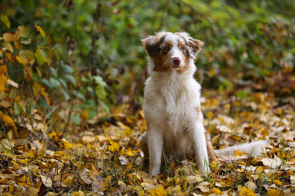 Hundefotograf-Shooting-Pfalz-N582