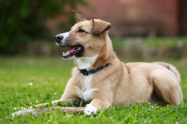 Hundefotografie-Klingenmuenster-N448
