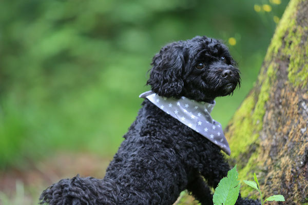 Tier-Shooting-Rheinzabern-Der-Fotoraum-Juergen-Sedlmayr-Wald-L864