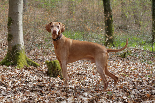 Hunde-Shooting-0957