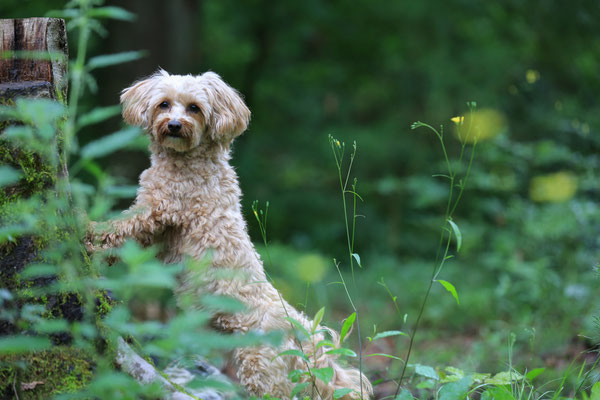 Hundefotograf-Pfalz-SUEW-N570