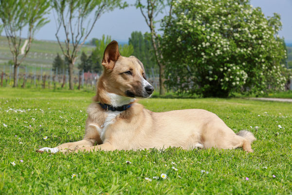 Hundefotograf-Shooting-Pfalz-Ruhe-N594