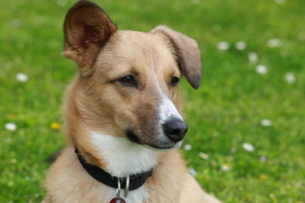 Hundefotografie-Natur-N553
