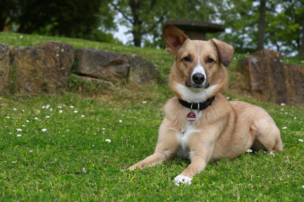 Hundefotograf-Outdoor-Wiese-N539
