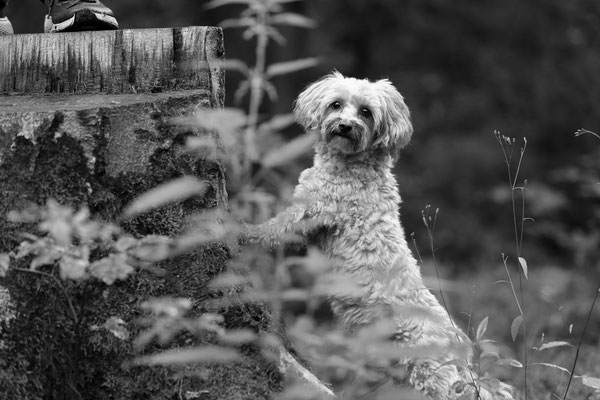 Hundefotograf-Shooting-Pfalz-N586