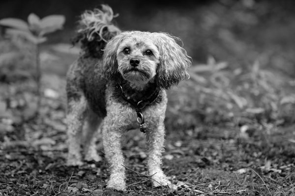 Hunde-Shooting-N440