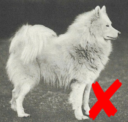 Pic 37: The ruff of the German Spitz stands out clearly from the rest of the coat. The Spitz does not have a "full-body-mane" like this Samoyed