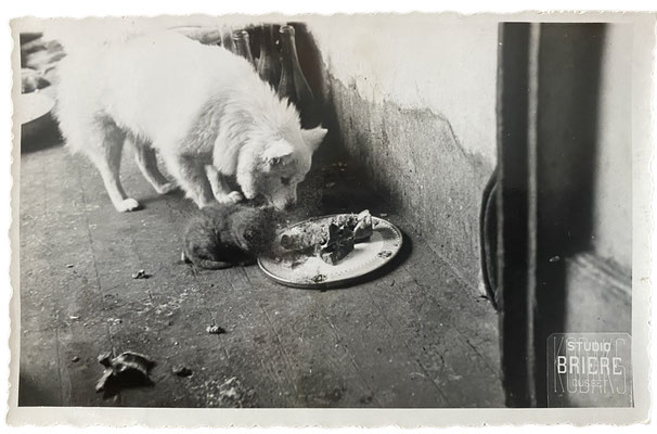 Spitz und Kätzchen teilen sich die Essensreste. Foto von 1949.