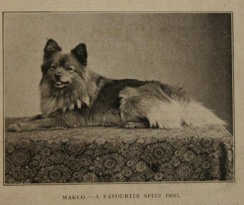 "Marco", der Pomeranian der Queen