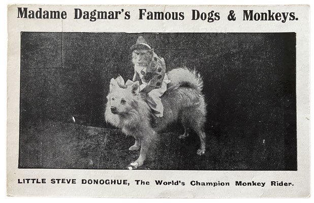 Der Affe "Little Steve Donoghue" reitet auf einem Spitz in Madame Dagmar's Zirkus ("Famous Dogs and Monkeys)
