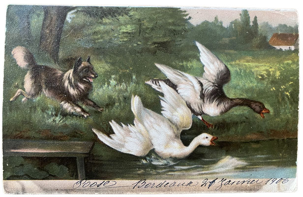 Postkarte von 1906: Wolfsspitz vertreibt Schwäne. 